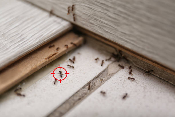 Best Mosquito Control Services  in Orange, OH