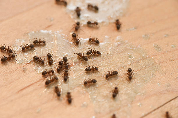 Best Exterminator Services  in Orange, OH